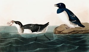 Little Auk，Uria Alle，来自美国鸟类的John J. Audubon，酒吧。 1827-38（手工雕刻） 作者 约翰·詹姆斯·奥杜邦